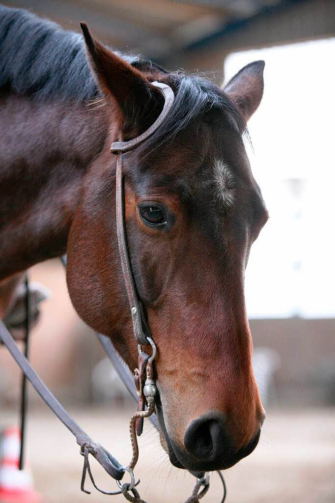 Quarterhorse Annie