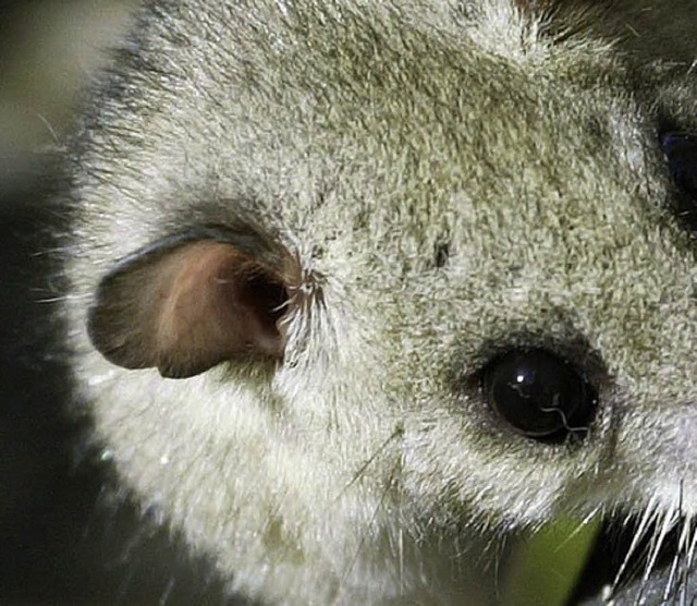 Wer hat die schnsten Ohren im ganzen Land?   | Foto: dpa