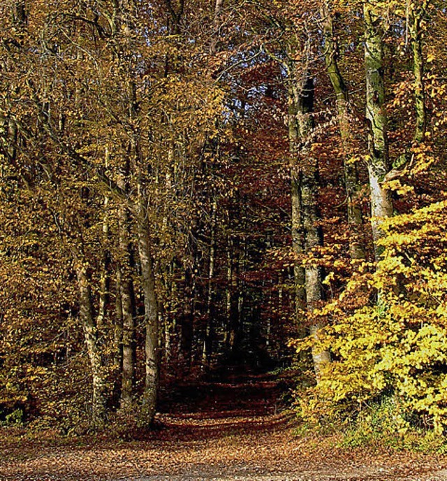 Forstbetriebsgemeinschaft Dreilndereck  | Foto: Jutta Schtz