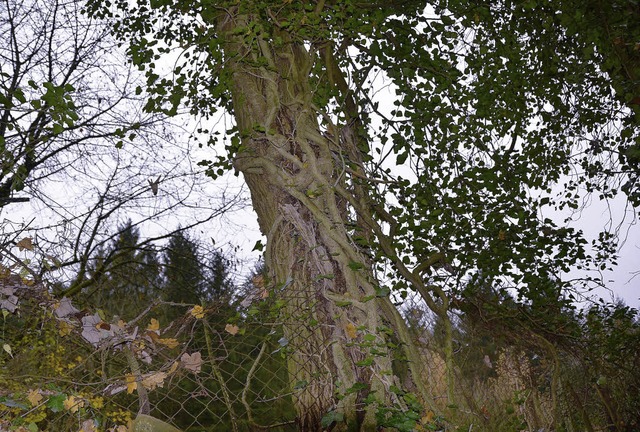 Efeubewuchs an Baum  | Foto: Michael Gilg