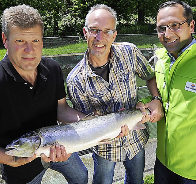 Rckkehrer Lachs im Rhein oder nicht, das ist die Frage?   | Foto: Archiv