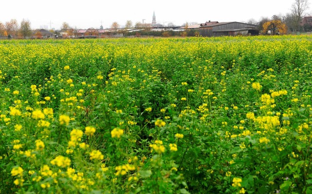 St. Georgen-West (oben) wre mgliches... Stadt favorisiert jedoch Dietenbach.   | Foto: Ingo Schneider