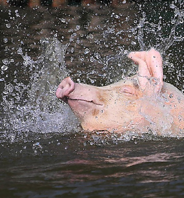Schwein im Wasser  | Foto: dpa/privat