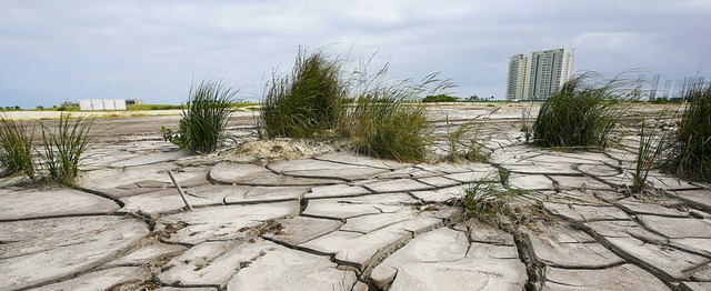 Ein Mangrovensumpf beim mexikanischen ...uter Trockenheit reit der Boden auf.   | Foto: dpa