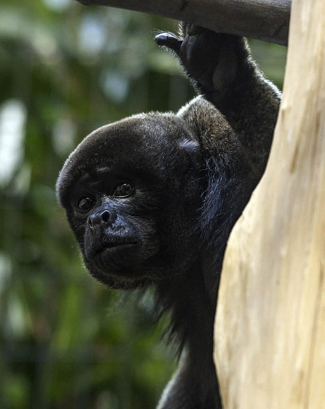   | Foto: Zoo Basel