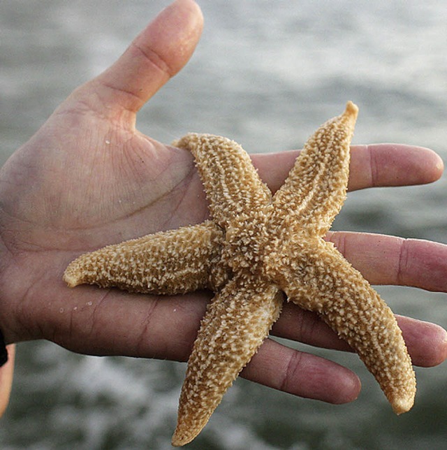 Der Seestern will ins Meer.  | Foto: dpa