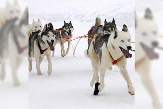 Haftstrafe fr Hundetter in Kanada