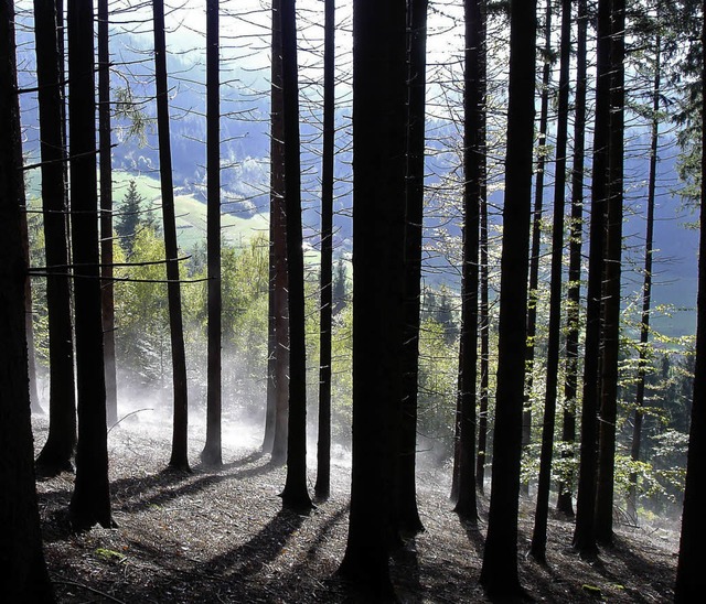 Auch das ist der Wald, vor allem in di...n mystischer Ort, voller Naturwunder.   | Foto: Kurt Meier