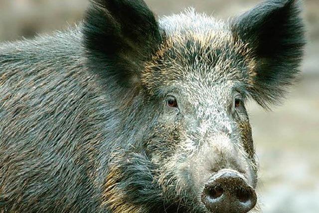 Wildschwein-Rotte stirbt auf der A5 bei Efringen-Kirchen