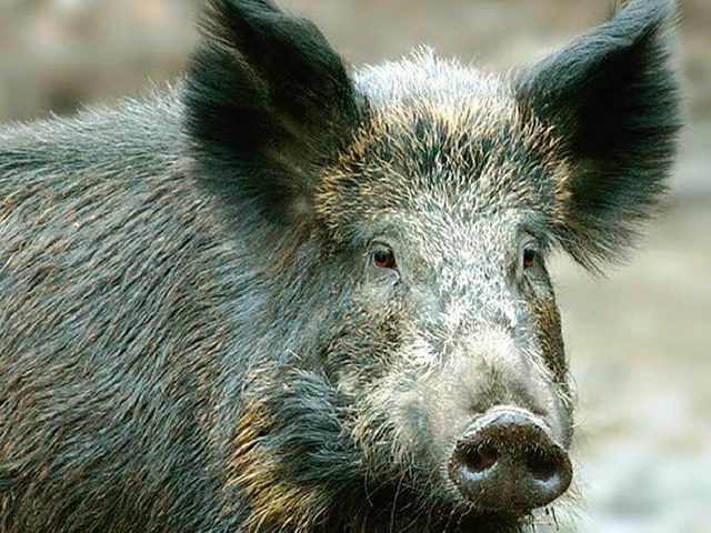 Sieben Wildschweine sterben auf der A5.  | Foto: fotolia.com/Vladimir Chernyanskiy