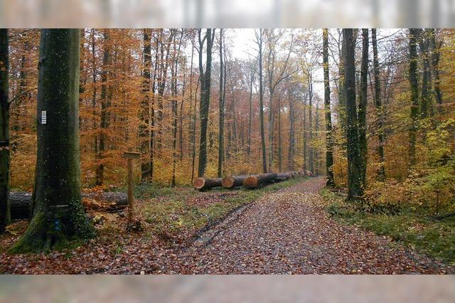 Regen tut dem Wald gut