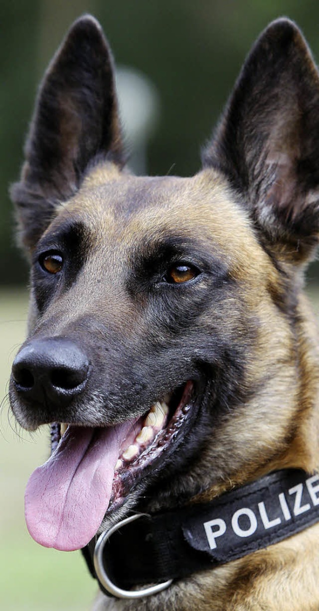 Schutzhund oder Beihund? Ein Polizeihund in der Ausbildung   | Foto: dpa