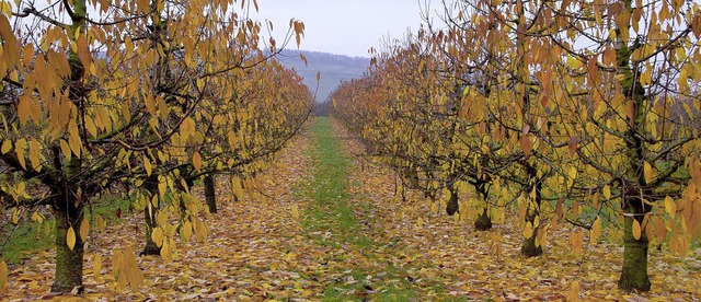 Sasbach. Herbstimpressionen im Lehweg bei Sasbach, die letzten Bltter fallen.  | Foto: Roland Vitt