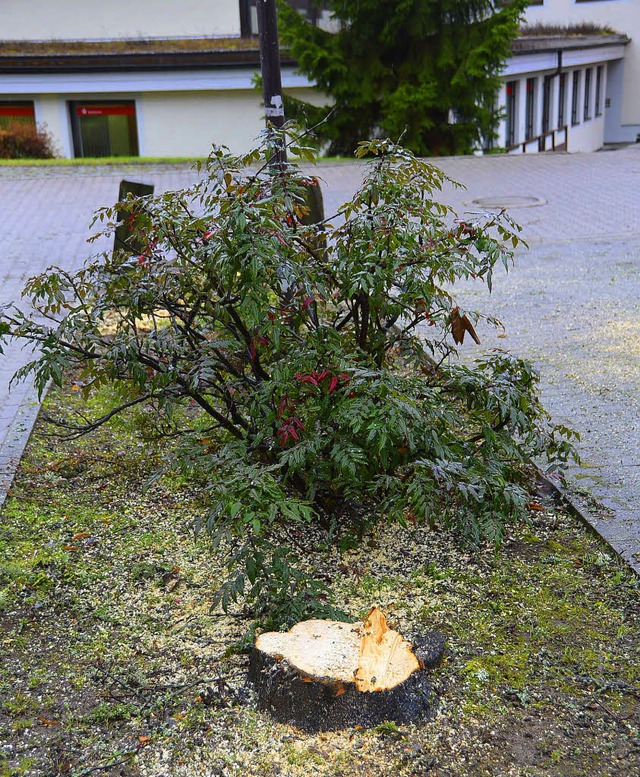 Die Bume auf dem Sparkassenparkplatz ...r frs Narrentreffen aufgestellt wird.  | Foto: Juliane Khnemund