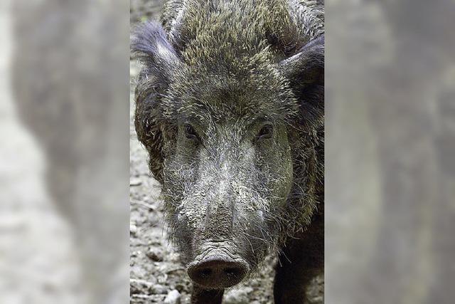 Wildschweine im Visier - revierübergreifende Treibjagd am Samstag