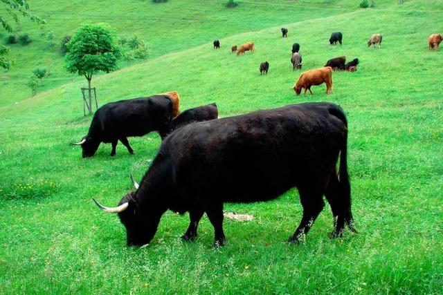 Schelinger Viehweide ist jetzt Naturschutzgebiet