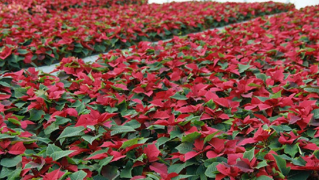 Weihnachtssterne, wohin das Auge reicht &#8211; ein Blick ins Gewchshaus.   | Foto: Irene Krau