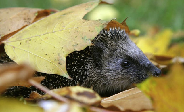 Igel verbringen unter dem Laub ihre Winterruhe.   | Foto: dpa