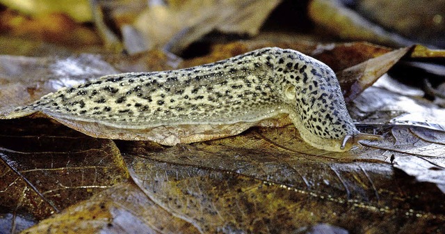 Der Tigerschnegel, auch Leopardenschnecke genannt, ist wunderschn gezeichnet.   | Foto: Ingo Seehafer