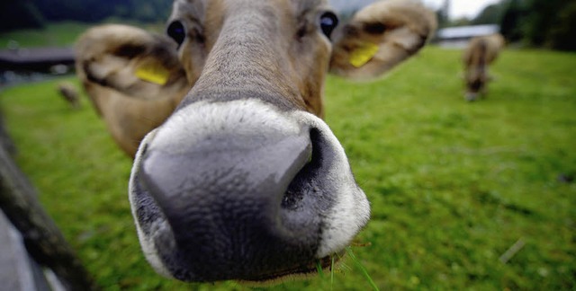 Diese Kuh muss sich um die Vor-und Nac...en. Sie wei, wo sie am liebsten lebt.  | Foto: ddp