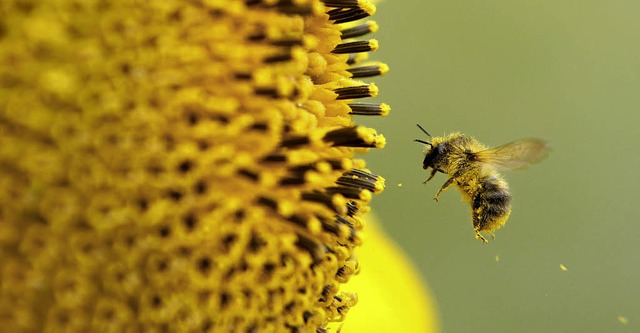 Sorgt dafr, dass wir mit Honig versorgt werden: die Biene.   | Foto: dpa