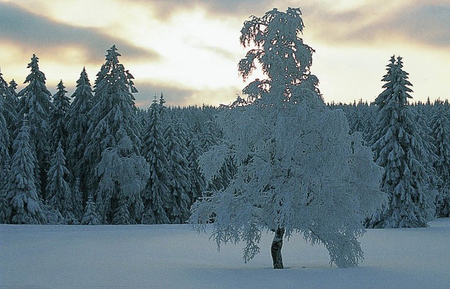 Schneewanderung auf dem Ruhestein Wint...d verschneiter Wald weier Schwarzwald  | Foto: Naturschutzzentrum Ruhestein PR