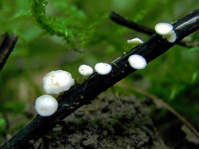 Der Pilz Hymenoscyphus pseudoalbidus ist fr das Eschensterben verantwortlich  | Foto: V. Queloz / ETH Zrich