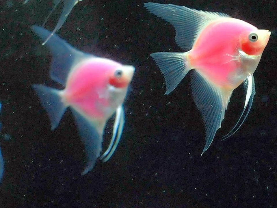Neues Aquarium mit Fischen
