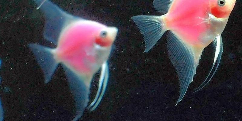 Die Fische In Einem Neuen Aquarium Zisch Texte Badische Zeitung