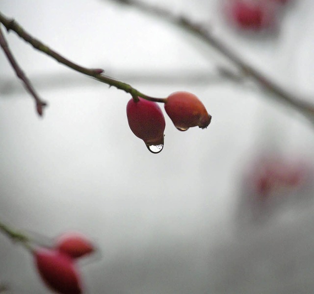 Ein nasser Herbst 2012  | Foto: DPA