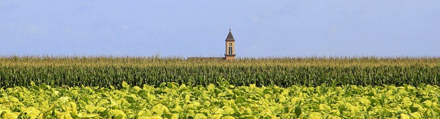 Der Altenheimer Kirchturm im Sommer: Ein Motiv des neuen Neuriedkalenders  | Foto: Jrgen Rudolf