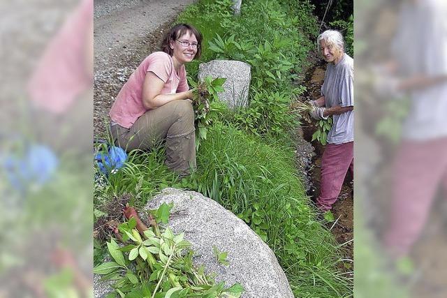 Kampf gegen das Springkraut ausgezeichnet