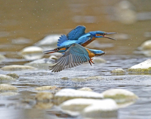 Knapp aneinander vorbei: zwei Eisvgel  | Foto: Jrgen Wagner