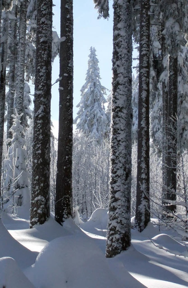   | Foto: Bernd Maier (Leser)