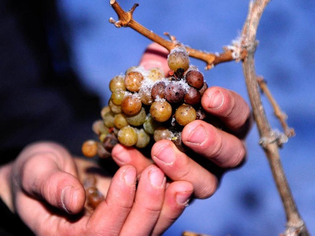 Am Kaiserstuhl wurden am Mittwoch die ersten Eisweintrauben gelesen.  | Foto: dapd