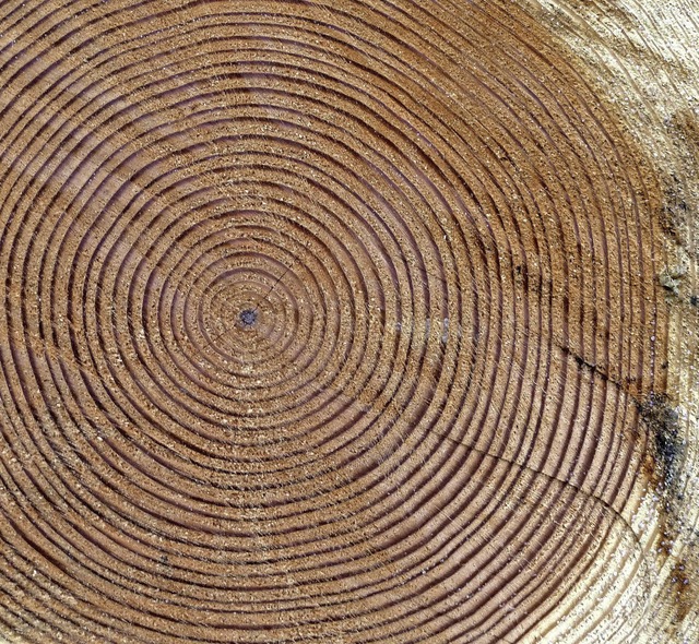 Im Heitersheimer Wald sollen im kommenden Jahr weniger Bume geschlagen werden.   | Foto: Heike Lemm