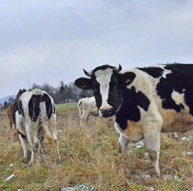 Neun Jungrinder bringen die Tierhaltun...irts in den Fokus der ffentlichkeit.   | Foto: Ralf H. Dorweiler