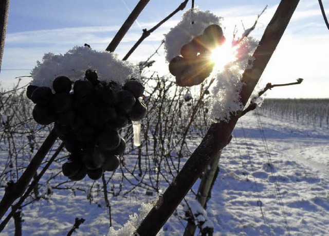 Vor Klte erstarrt und mit Schneeflock...diese Trauben bis zur Eisweinlese aus.  | Foto: Markus Donner