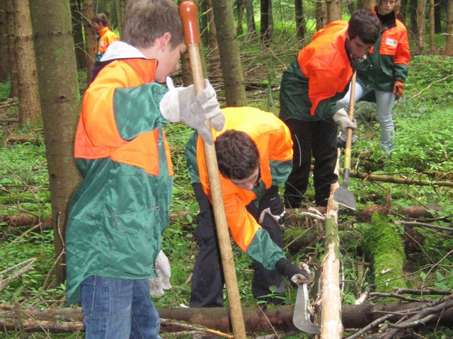 Bestandspflege Schlen des gefllten Baumes  | Foto: Privat