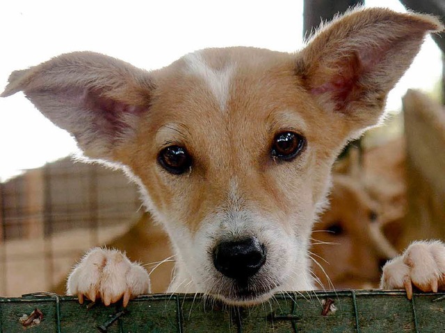 Straenhund in Sri Lanka  | Foto: www.wspa.de