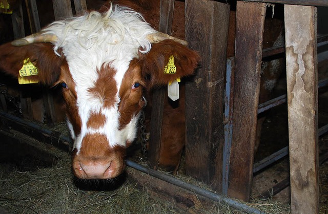 Die Odyssee hat endlich ein Ende: Ochs...ll in Schweigmatt wieder wohl fhlen.   | Foto: Edgar Steinfelder