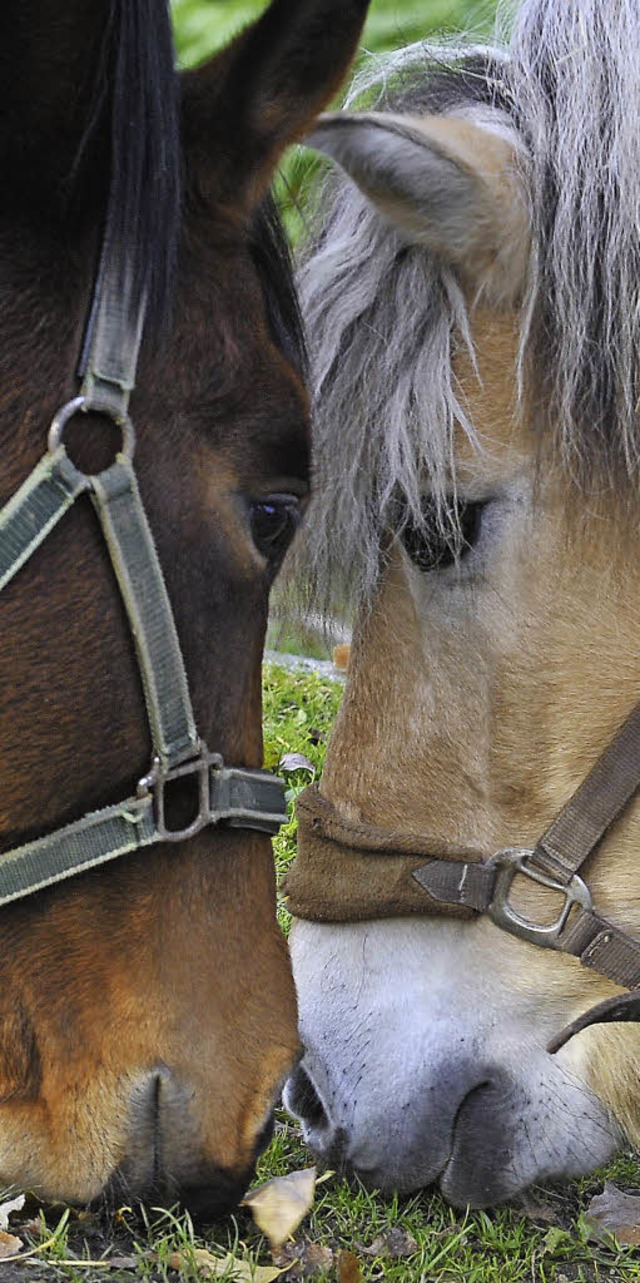 Drfen ihre Ferien erst mal nicht im Weidacker oder Fluk verbringen   | Foto: Michael Bamberger