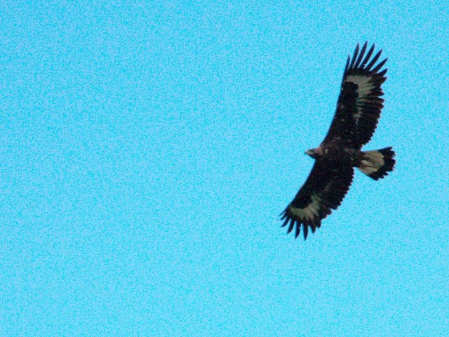 Nicht jeder Steinadler ist echt.  | Foto: Andrea Schiffner