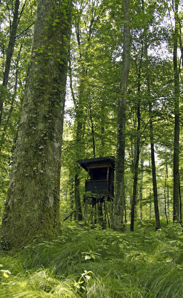 Attraktiv: Der naturnah bewirtschaftete Stadtwald.   | Foto: Walser