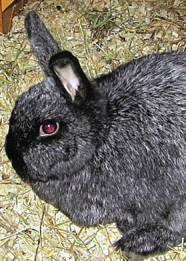 Flauschiges Fell und Freude am Mensche... wie ihre Gefhrtin ein neues Zuhause.  | Foto: Tierheim