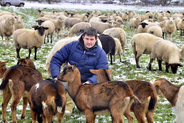 Schafe und Ziegen betreut der Schfer ...old, hier auf einer Wiese bei Wasser.   | Foto: Dieter Erggelet