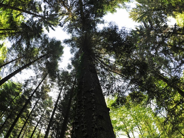 Erholt und erfrischt: Der Wald  | Foto: dpa