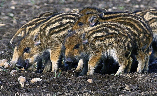 Frischlinge haben Wildschweinrotten  quasi das ganze Jahr ber.   | Foto: dpa/Daniels