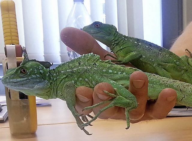 Zwei ausgesetzte Leguane   | Foto: dpa