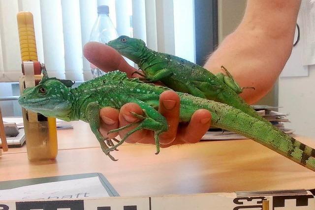 Artenschtzer: Immer mehr exotische Reptilien ausgesetzt